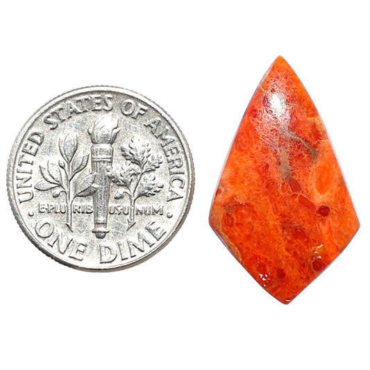 Red Sponge Coral 14.5x23.8x3 mm Fancy Shape Polished Gemstone LS156-09119