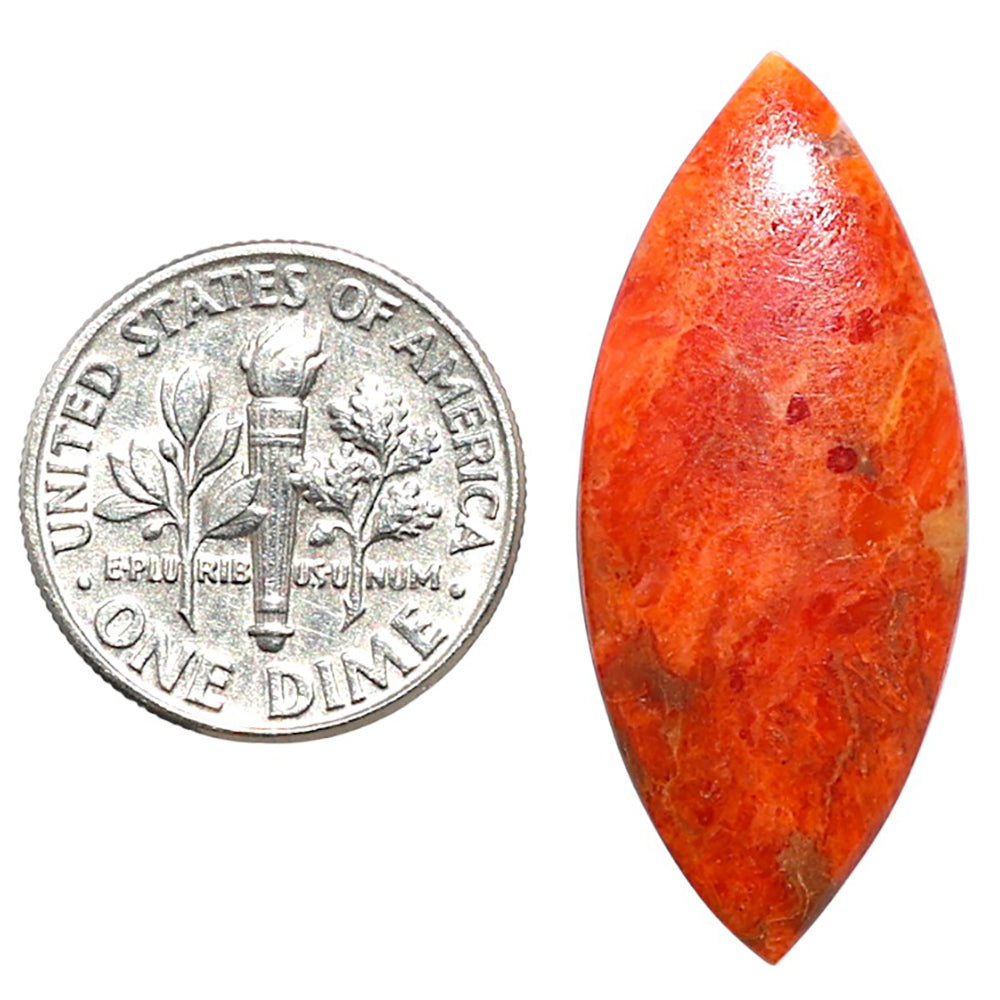 Red Sponge Coral 14x32.45x3 mm Marquise Shape Polished Gemstone LS156-09143
