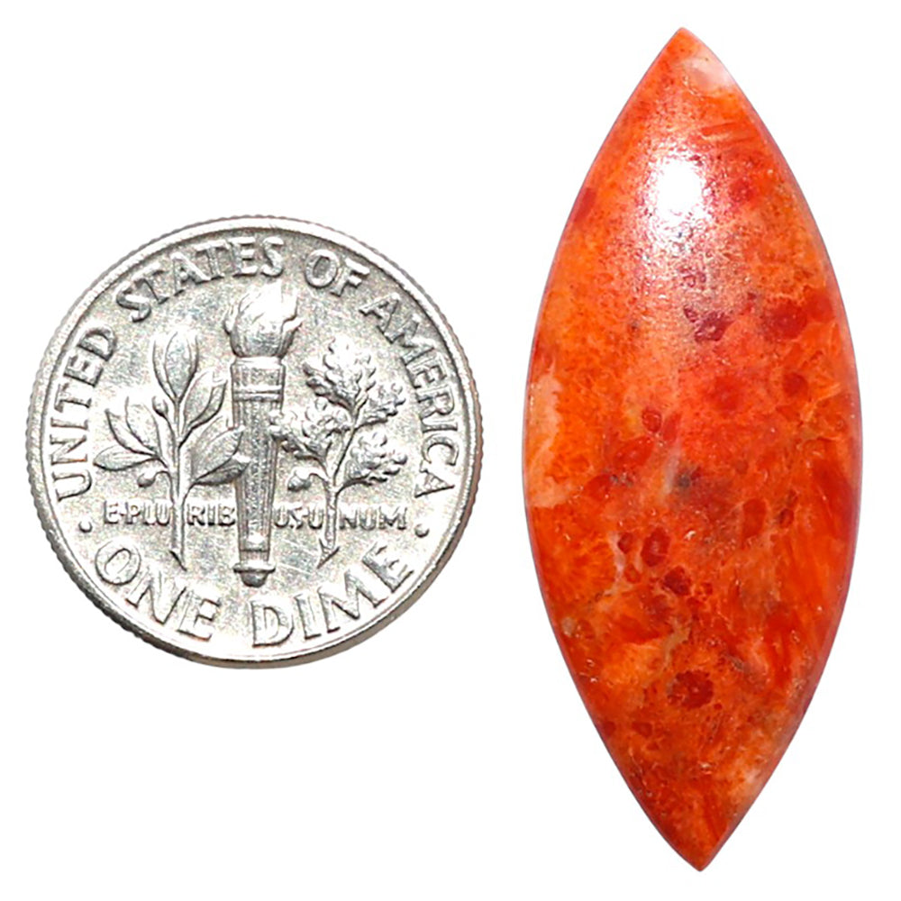 Red Sponge Coral 13.5x33.2x3.7 mm Marquise Shape Polished Gemstone LS156-09144