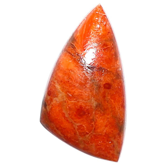 Red Sponge Coral 12.2x22.3x5 mm Fancy Shape Polished Gemstone LS156-09160