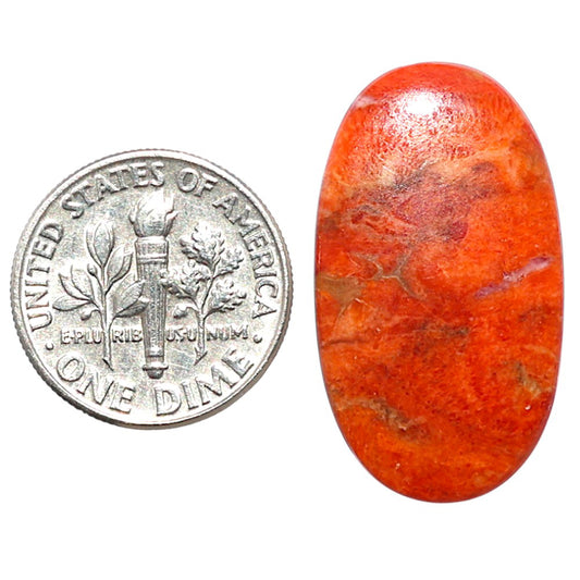 Red Sponge Coral 16x28.1x3 mm Oval Shape Polished Gemstone LS156-09165