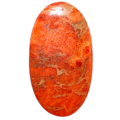 Red Sponge Coral 15x27.2x2 mm Oval Shape Polished Gemstone LS156-09166
