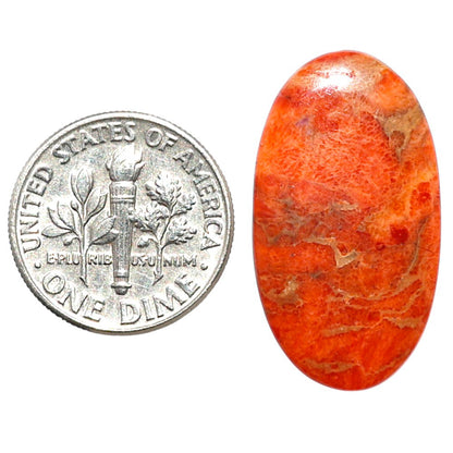Red Sponge Coral 15x27.2x2 mm Oval Shape Polished Gemstone LS156-09166