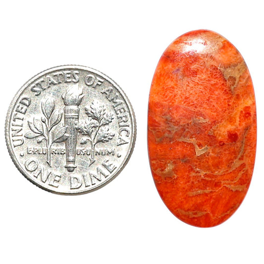 Red Sponge Coral 15x27.2x2 mm Oval Shape Polished Gemstone LS156-09166