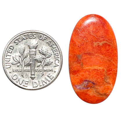 Red Sponge Coral 14.7x26.75x2 mm Oval Shape Polished Gemstone LS156-09167