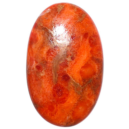 Red Sponge Coral 15.1x24.5x3.7 mm Oval Shape Polished Gemstone LS156-09169