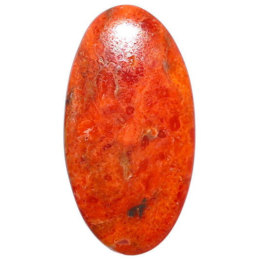 Red Sponge Coral 14x26.55x3 mm Oval Shape Polished Gemstone LS156-09170