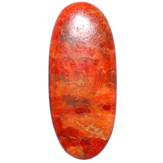 Red Sponge Coral 12.5x28.75x2.7 mm Oval Shape Polished Gemstone LS156-09171