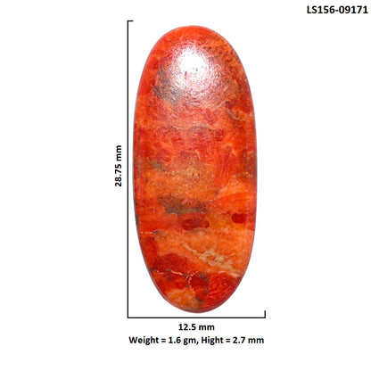 Red Sponge Coral 12.5x28.75x2.7 mm Oval Shape Polished Gemstone LS156-09171