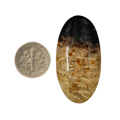 Root Plume Agate 22.15x43.15x6 mm Oval Shape Polished Gemstone LS18-05755