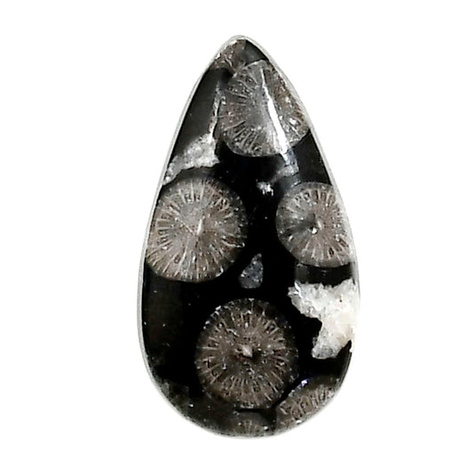 Black Flower Fossil Coral 13.4x24x5 mm Pear Shape Polished Gemstone LS82-05007