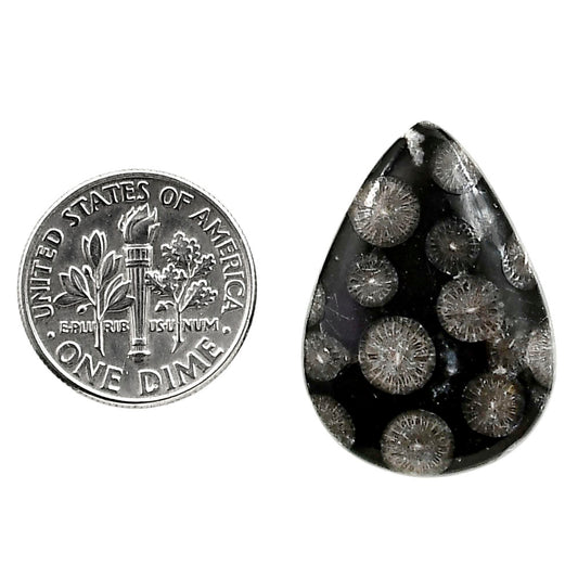 Black Flower Fossil Coral 19x26.65x5 mm Pear Shape Polished Gemstone LS82-05008