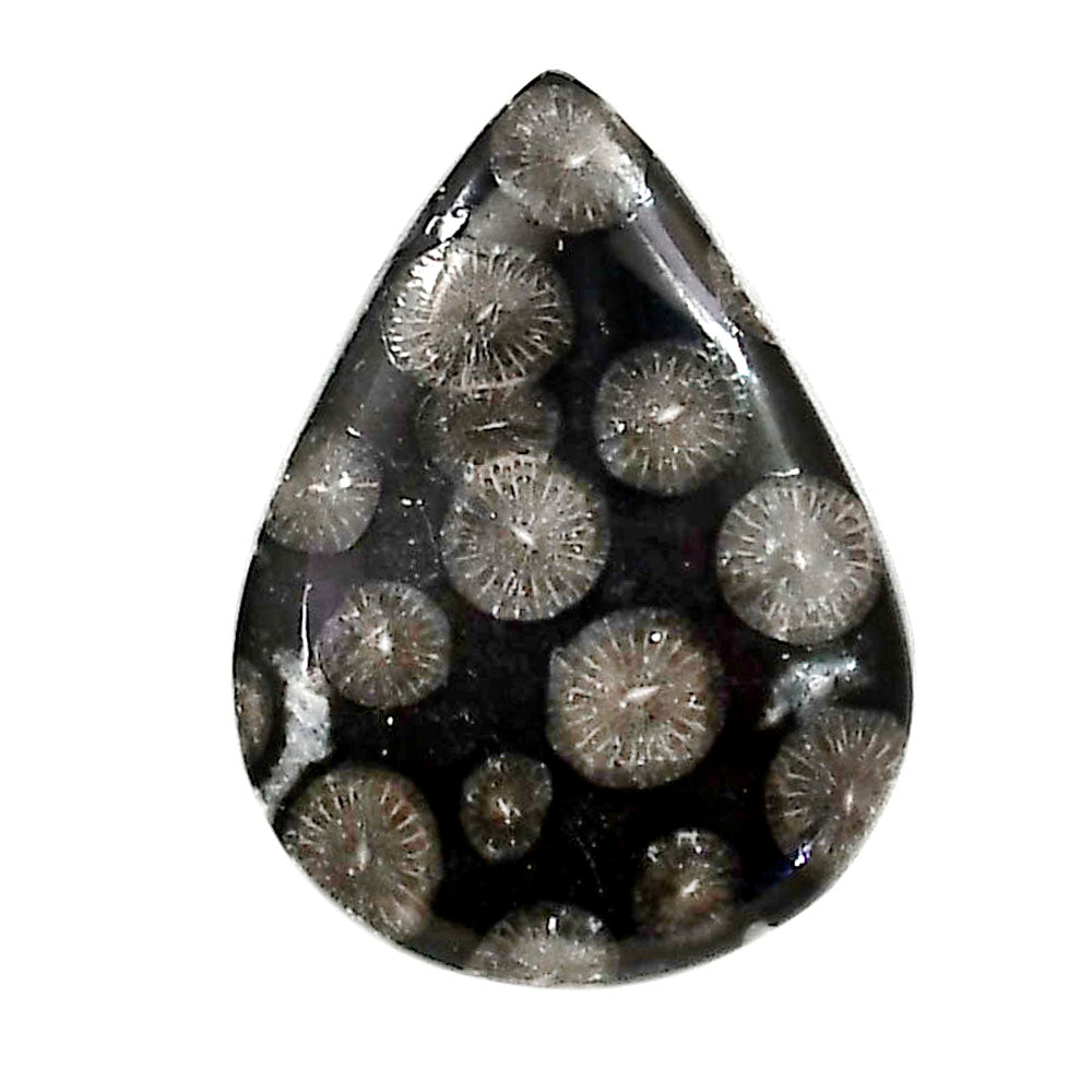 Black Flower Fossil Coral 21.85x29.25x2.7 mm Pear Shape Polished Gemstone LS82-05009