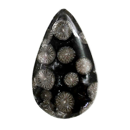Black Flower Fossil Coral 18x29.65x5.5 mm Pear Shape Polished Gemstone LS82-05010
