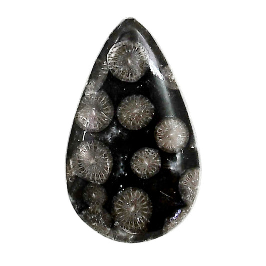 Black Flower Fossil Coral 18x29.65x5.5 mm Pear Shape Polished Gemstone LS82-05010