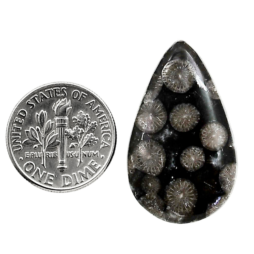 Black Flower Fossil Coral 18x29.65x5.5 mm Pear Shape Polished Gemstone LS82-05010
