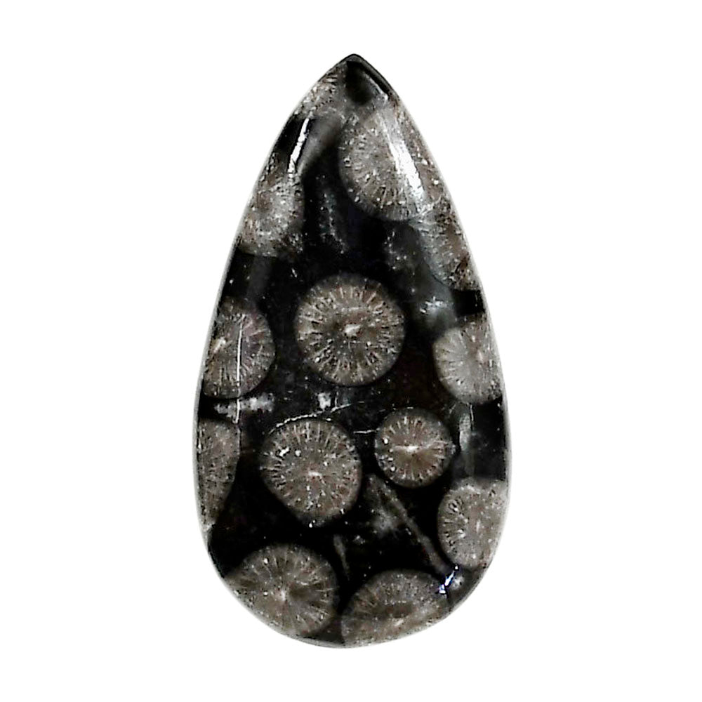 Black Flower Fossil Coral 17x31.7x5 mm Pear Shape Polished Gemstone LS82-05011