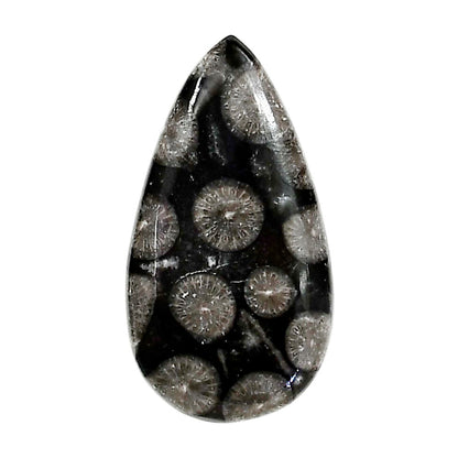 Black Flower Fossil Coral 17x31.7x5 mm Pear Shape Polished Gemstone LS82-05011