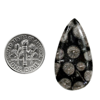 Black Flower Fossil Coral 17x31.7x5 mm Pear Shape Polished Gemstone LS82-05011