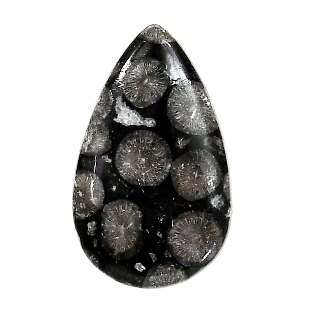Black Flower Fossil Coral 18.3x30x5 mm Pear Shape Polished Gemstone LS82-05012