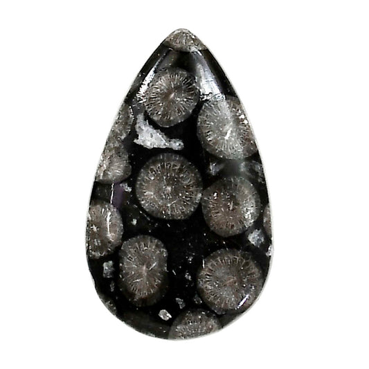 Black Flower Fossil Coral 18.3x30x5 mm Pear Shape Polished Gemstone LS82-05012