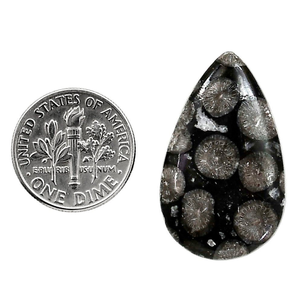 Black Flower Fossil Coral 18.3x30x5 mm Pear Shape Polished Gemstone LS82-05012