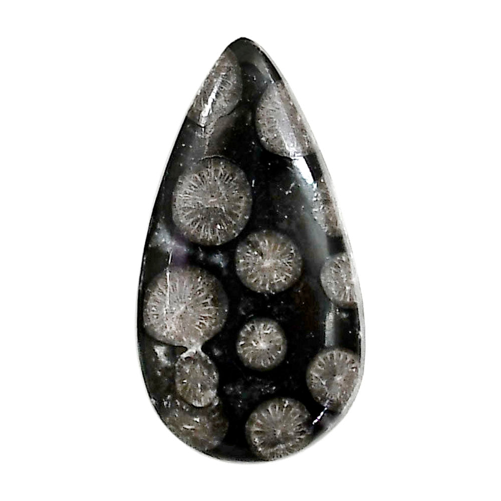 Black Flower Fossil Coral 16x29.55x5.5 mm Pear Shape Polished Gemstone LS82-05013