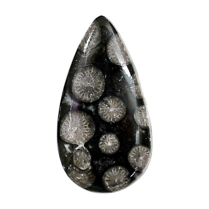 Black Flower Fossil Coral 16x29.55x5.5 mm Pear Shape Polished Gemstone LS82-05013