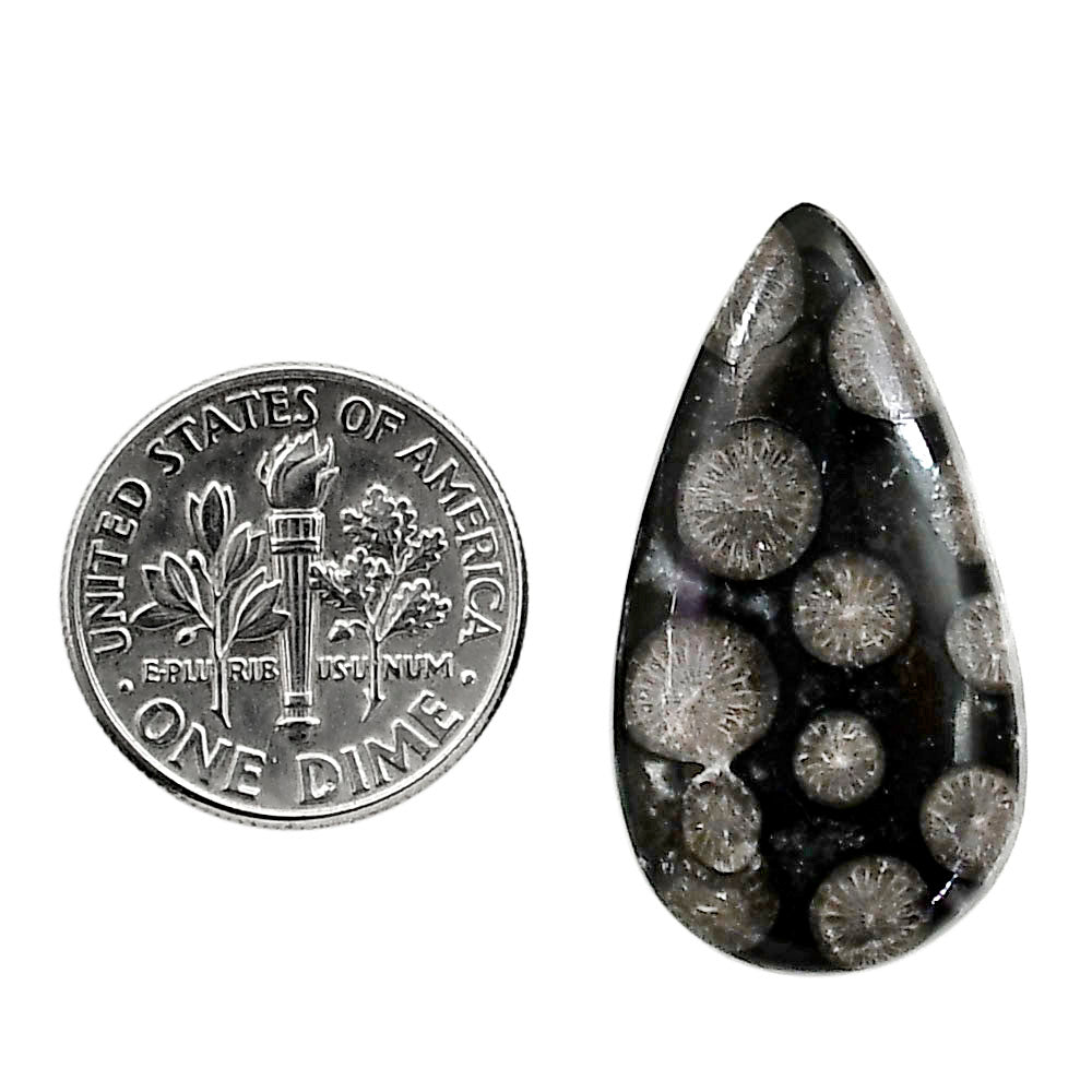 Black Flower Fossil Coral 16x29.55x5.5 mm Pear Shape Polished Gemstone LS82-05013