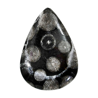 Black Flower Fossil Coral 20.3x28.7x4.7 mm Pear Shape Polished Gemstone LS82-05014