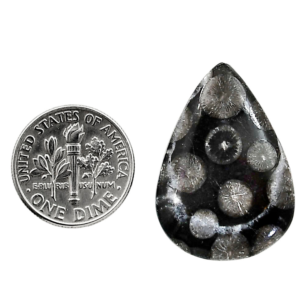 Black Flower Fossil Coral 20.3x28.7x4.7 mm Pear Shape Polished Gemstone LS82-05014