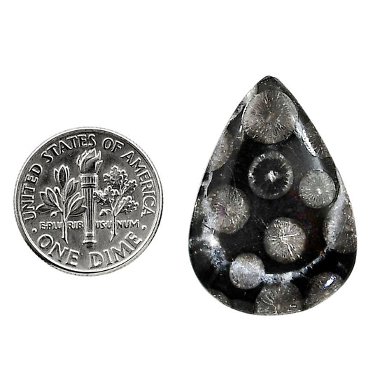 Black Flower Fossil Coral 20.3x28.7x4.7 mm Pear Shape Polished Gemstone LS82-05014