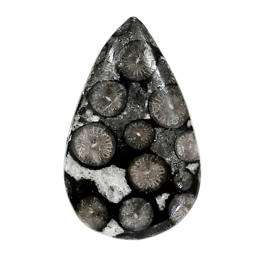 Black Flower Fossil Coral 19.8x31.9x5.5 mm Pear Shape Polished Gemstone LS82-05015