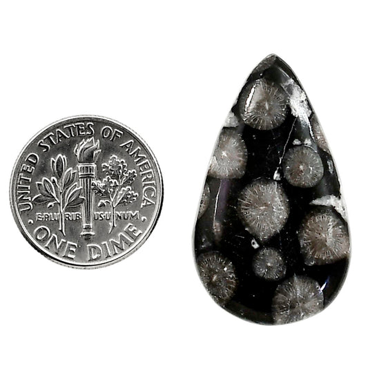 Black Flower Fossil Coral 18.5x31.4x6 mm Pear Shape Polished Gemstone LS82-05017