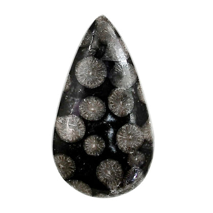 Black Flower Fossil Coral 19.7x34.85x6 mm Pear Shape Polished Gemstone LS82-05018