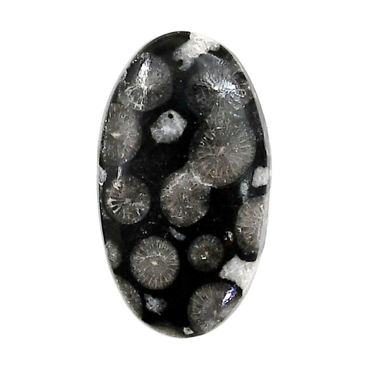 Black Flower Fossil Coral 16.5x29x5 mm Oval Shape Polished Gemstone LS82-05019