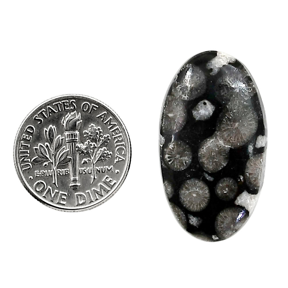 Black Flower Fossil Coral 16.5x29x5 mm Oval Shape Polished Gemstone LS82-05019