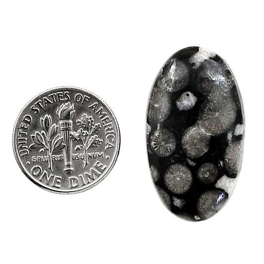 Black Flower Fossil Coral 16.5x29x5 mm Oval Shape Polished Gemstone LS82-05019