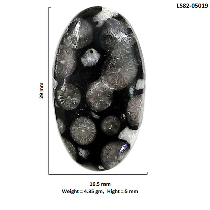 Black Flower Fossil Coral 16.5x29x5 mm Oval Shape Polished Gemstone LS82-05019