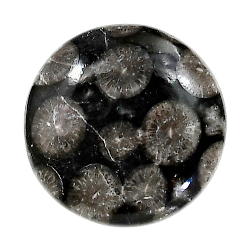 Black Flower Fossil Coral 21.8x21.8x6 mm Round Shape Polished Gemstone LS82-05020
