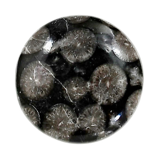 Black Flower Fossil Coral 21.8x21.8x6 mm Round Shape Polished Gemstone LS82-05020
