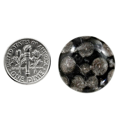 Black Flower Fossil Coral 21.8x21.8x6 mm Round Shape Polished Gemstone LS82-05020