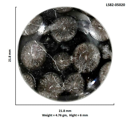 Black Flower Fossil Coral 21.8x21.8x6 mm Round Shape Polished Gemstone LS82-05020