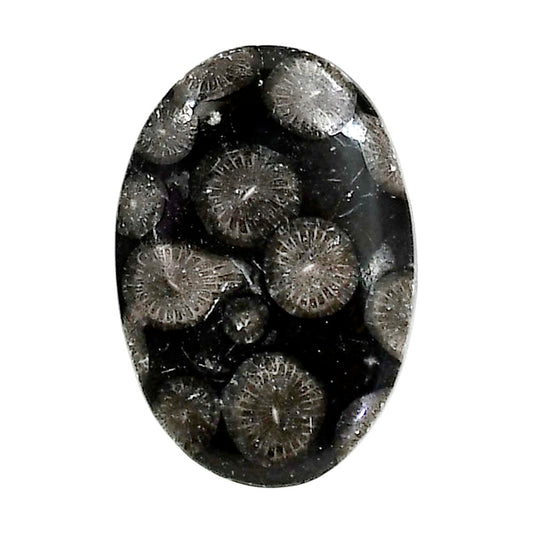 Black Flower Fossil Coral 18.6x27.15x4.5 mm Oval Shape Polished Gemstone LS82-05021