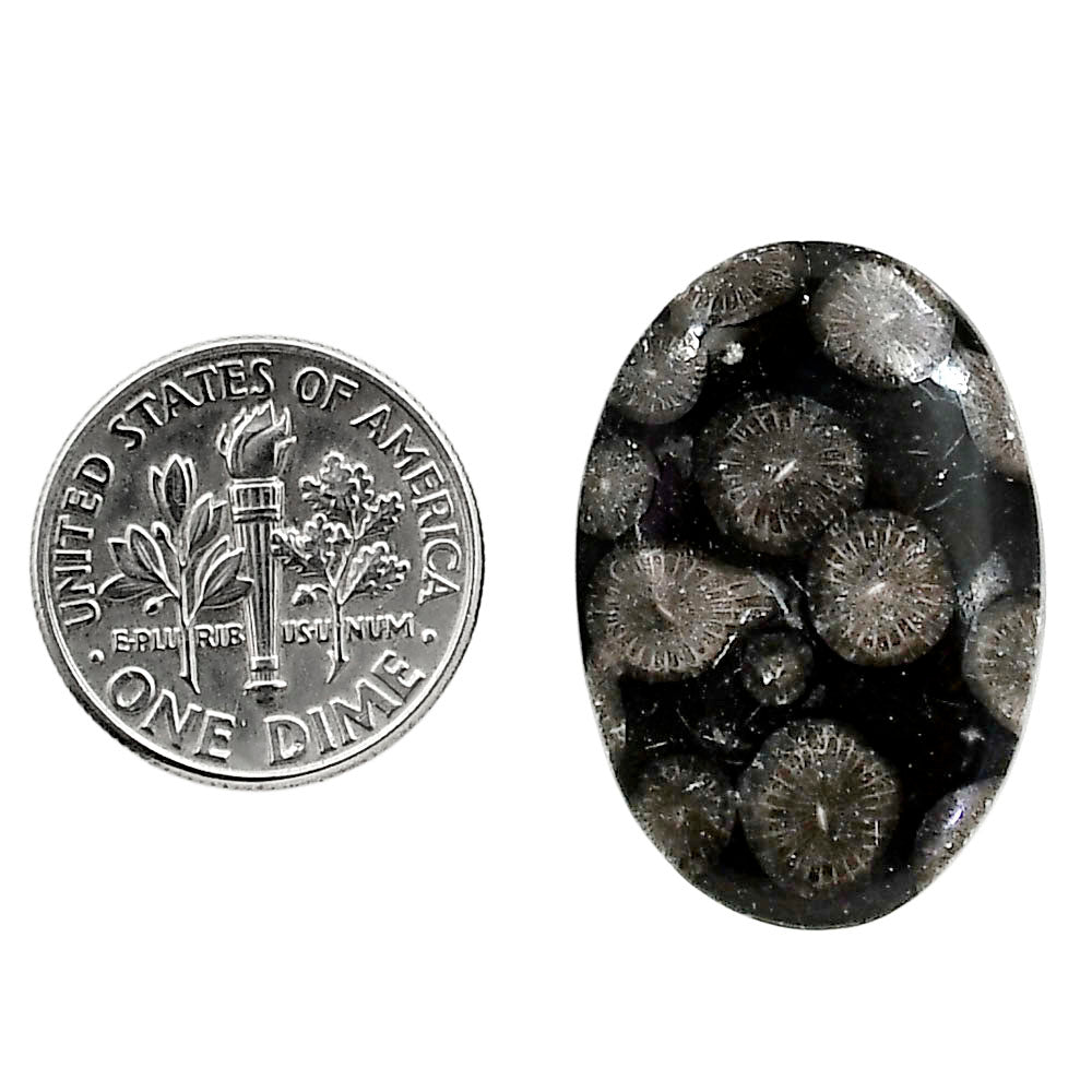 Black Flower Fossil Coral 18.6x27.15x4.5 mm Oval Shape Polished Gemstone LS82-05021