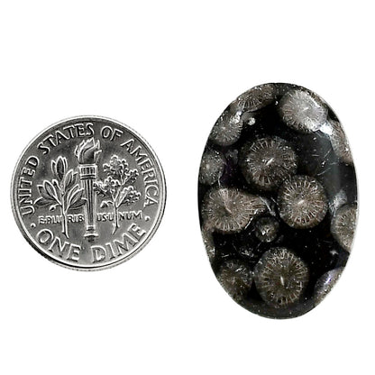 Black Flower Fossil Coral 18.6x27.15x4.5 mm Oval Shape Polished Gemstone LS82-05021