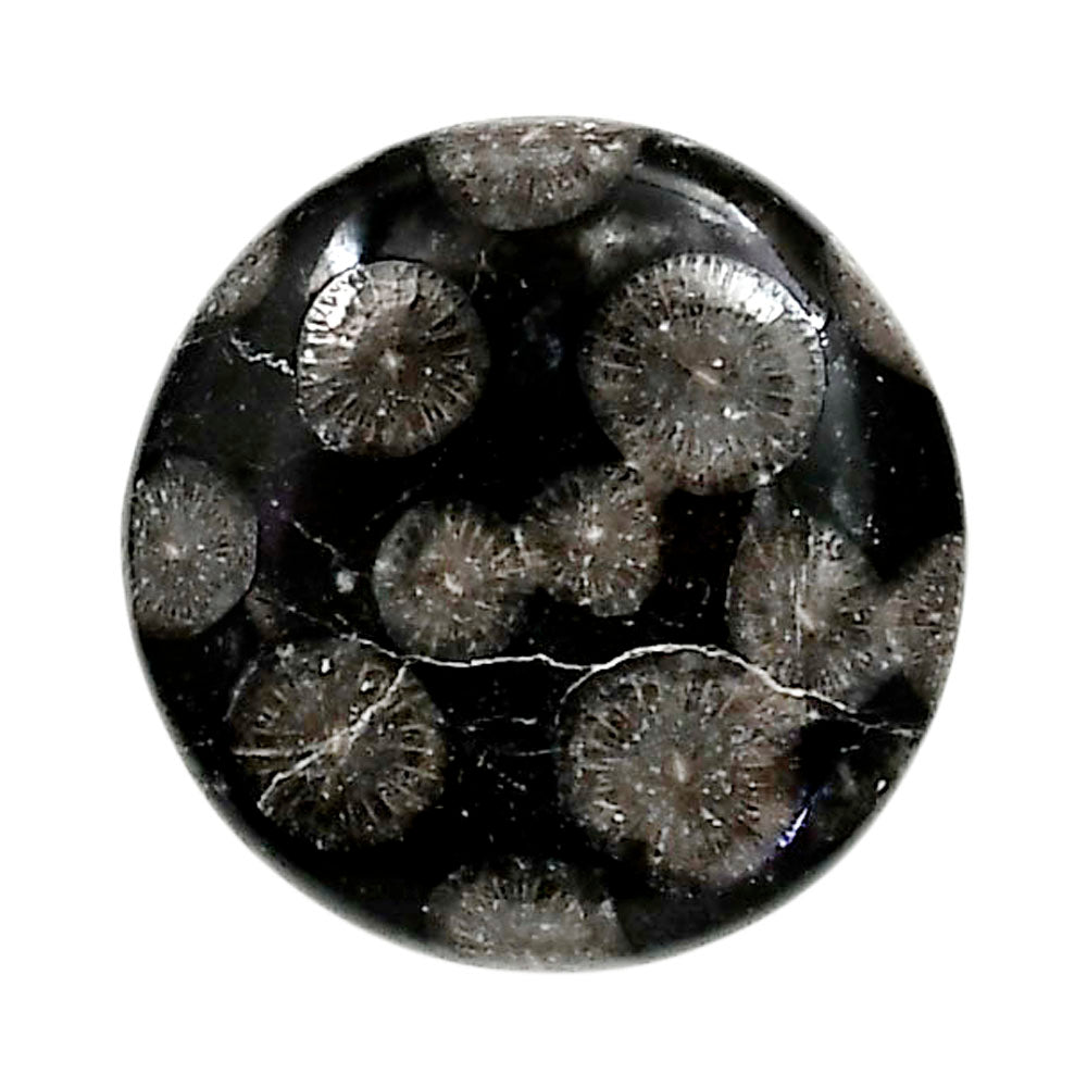 Black Flower Fossil Coral 23.5x23.5x5.5 mm Round Shape Polished Gemstone LS82-05022