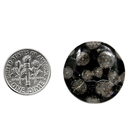 Black Flower Fossil Coral 23.5x23.5x5.5 mm Round Shape Polished Gemstone LS82-05022