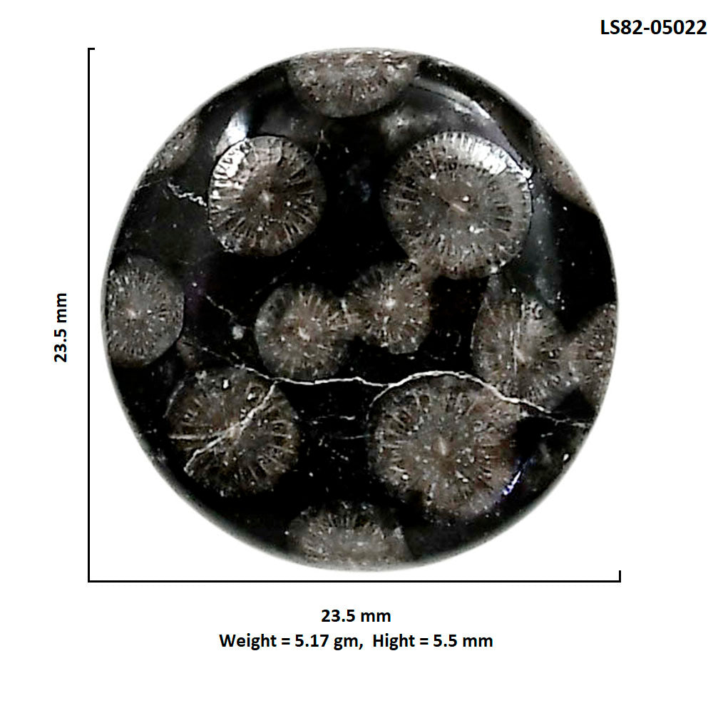 Black Flower Fossil Coral 23.5x23.5x5.5 mm Round Shape Polished Gemstone LS82-05022