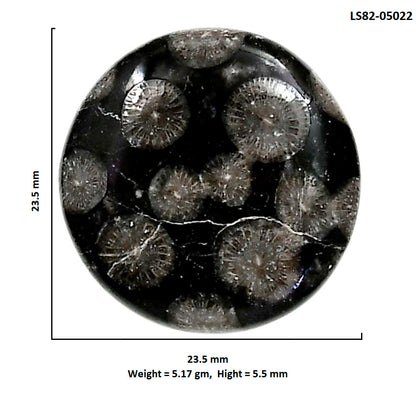 Black Flower Fossil Coral 23.5x23.5x5.5 mm Round Shape Polished Gemstone LS82-05022